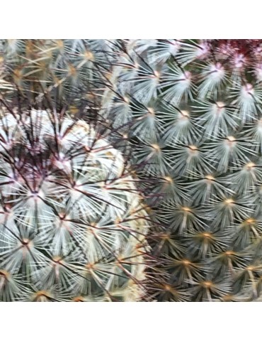 MAMMILLARIA microhelia 2