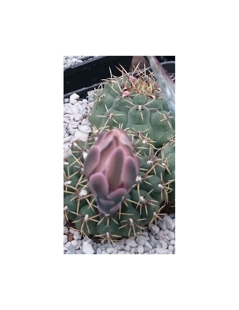 GYMNOCALYCIUM quehlianum