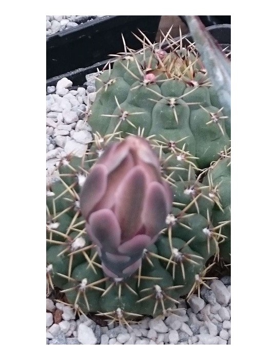 GYMNOCALYCIUM quehlianum GYMNOCALYCIUM quehlianum