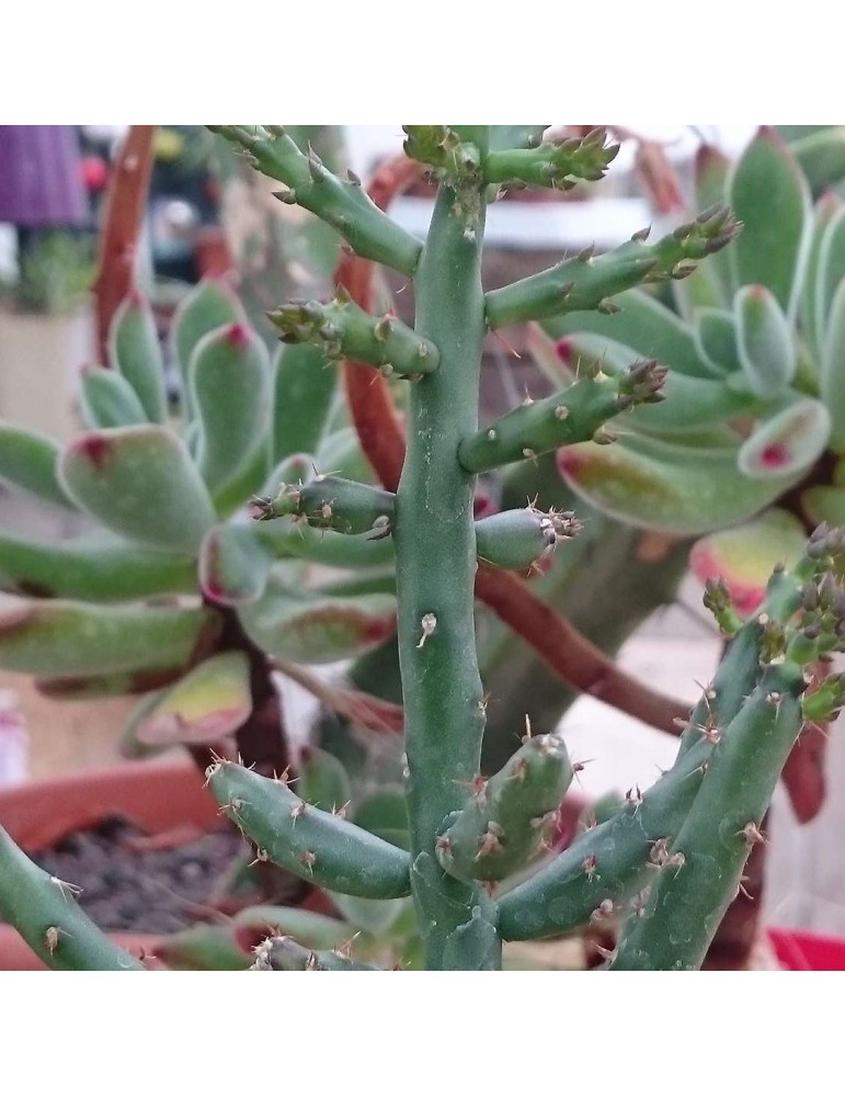 CYLINDROPUNTIA leptocaulis f. inermis