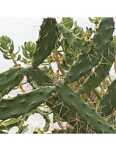 OPUNTIA dejecta