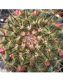 MAMMILLARIA ginsa maru