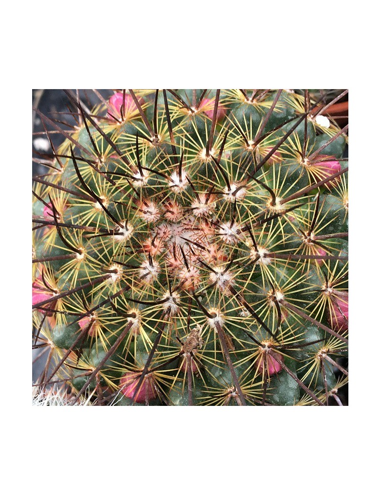 MAMMILLARIA ginsa maru