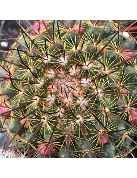 MAMMILLARIA ginsa maru
