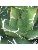 AGAVE titanota