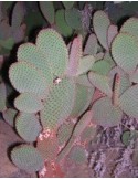 OPUNTIA rufida