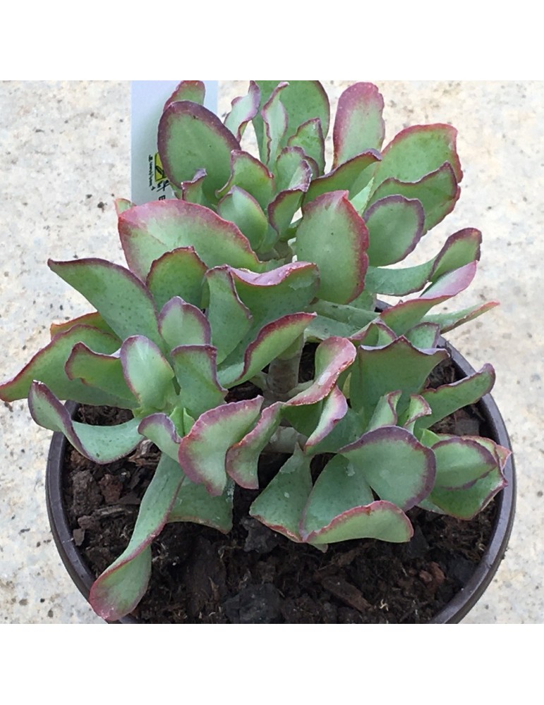 CRASSULA undulatifolia