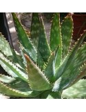 ALOE saponaria