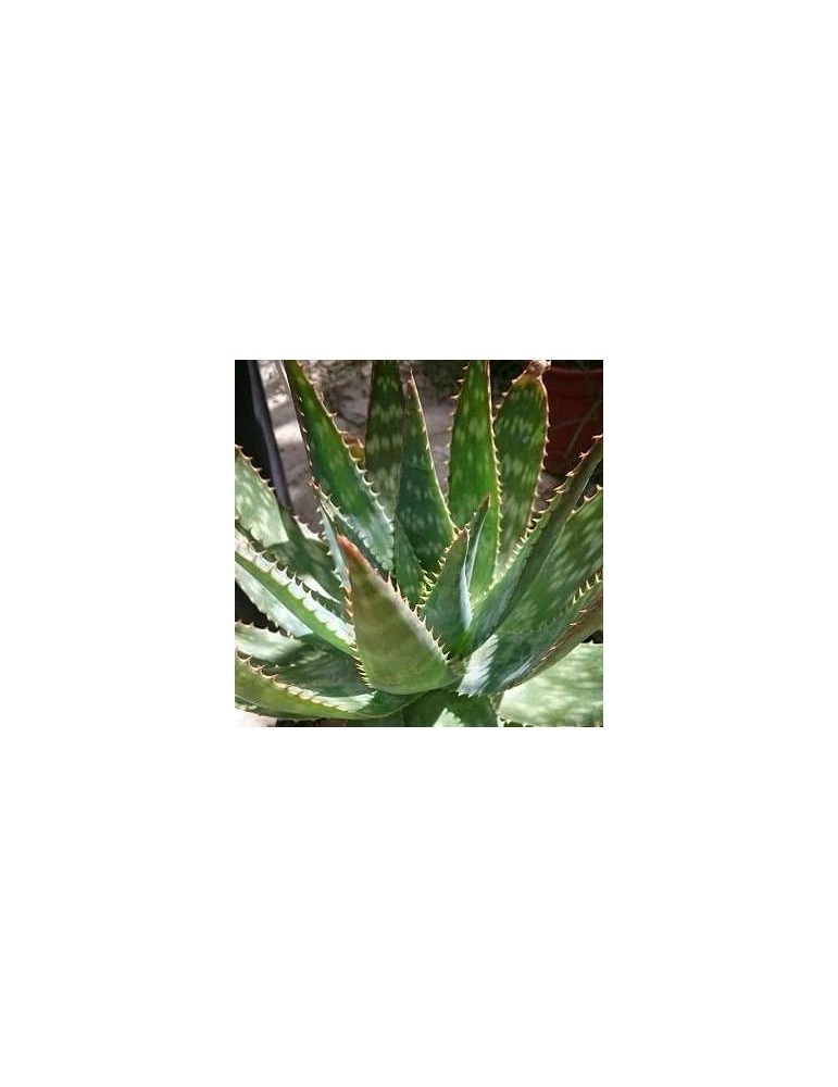 ALOE saponaria