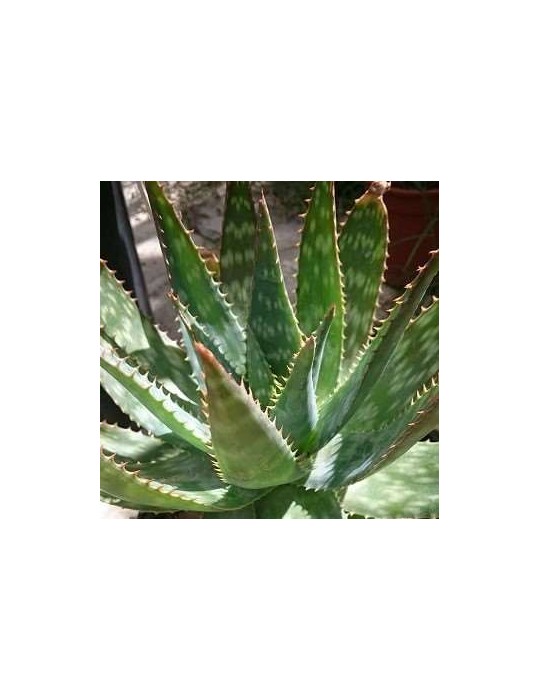 ALOE saponaria