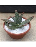 ALOE saponaria