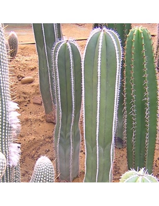 MARGINATOCEREUS marginatus