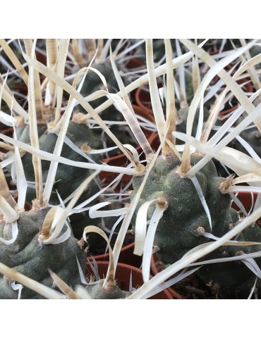 TEPHROCACTUS articulatus v. papyracanthus