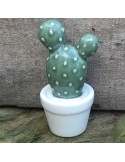 cactus N4 D6xH11