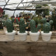 cactus N4 D6xH11