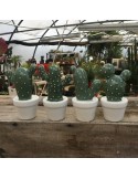 cactus N4 D6xH11