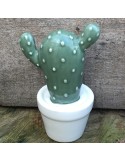 cactus N1 D6.5xH10.5