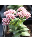 CRASSULA bride's bouquet