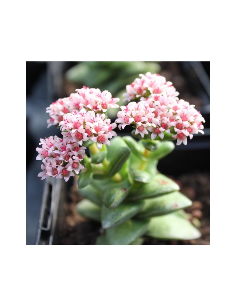 CRASSULA bride's bouquet