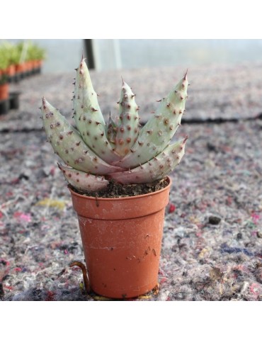 Aloe marlothii 2