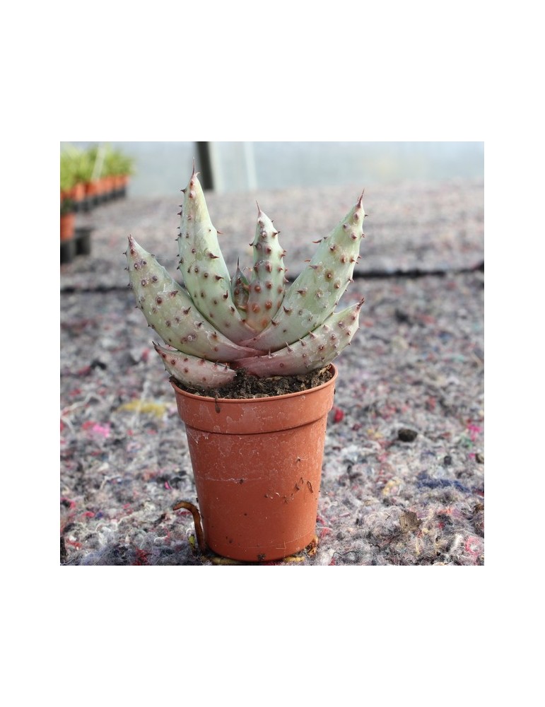 Aloe marlothii