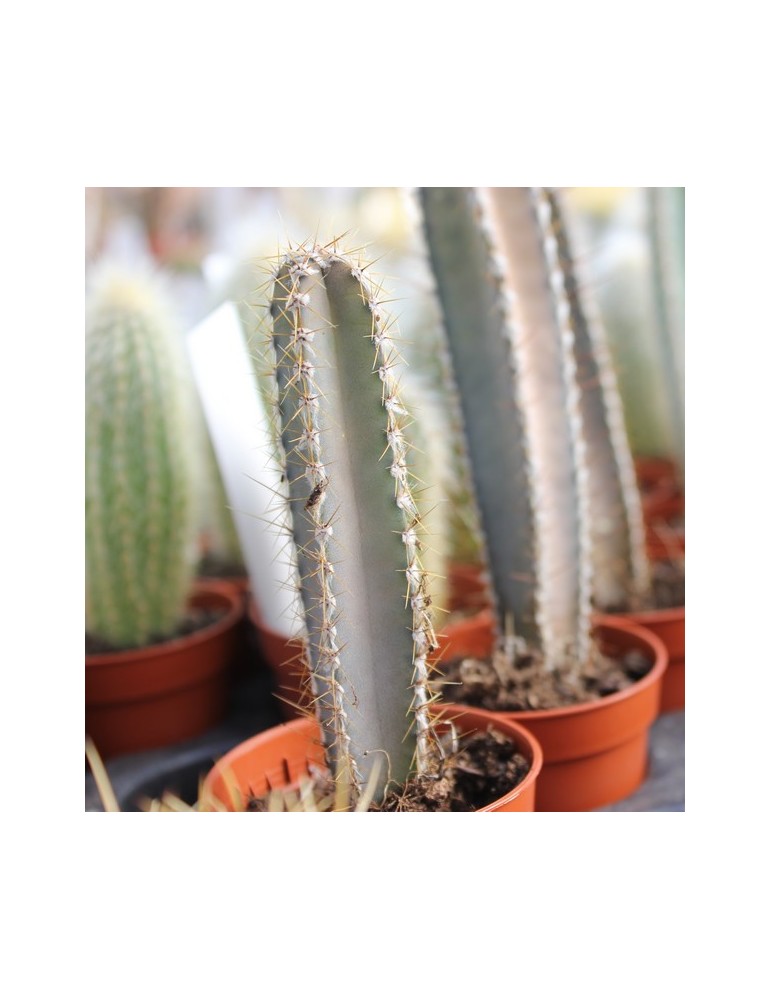 CEREUS forbesii