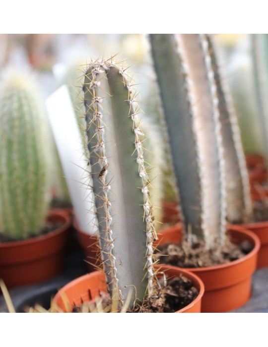 CEREUS forbesii CEREUS forbesii