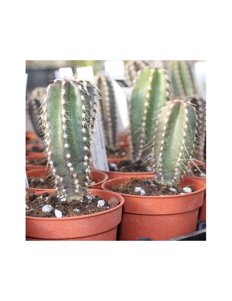 MARGINATOCEREUS marginatus