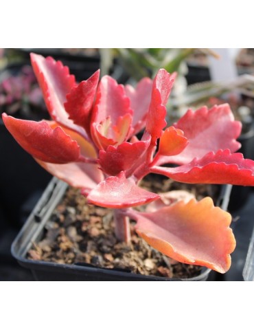 KALANCHOE petitiana