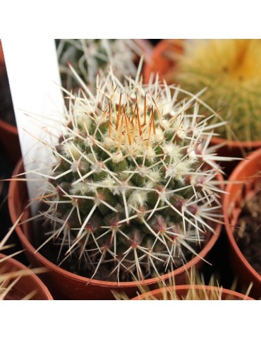 MAMMILLARIA conzattii 2