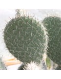 OPUNTIA pilifera