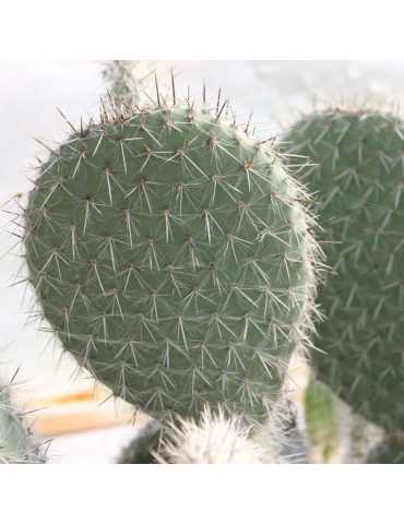 OPUNTIA pilifera