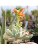 ECHEVERIA pulvinata v. frosty