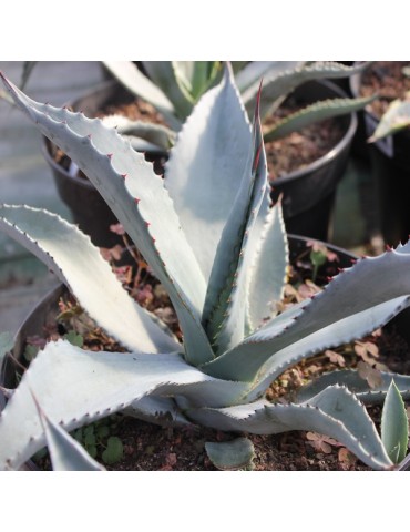 AGAVE americana ssp. protoamericana