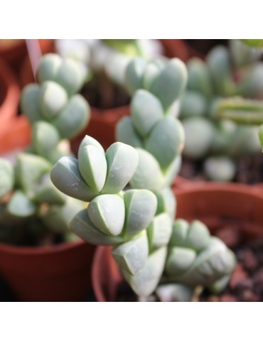 Delosperma lehmannii