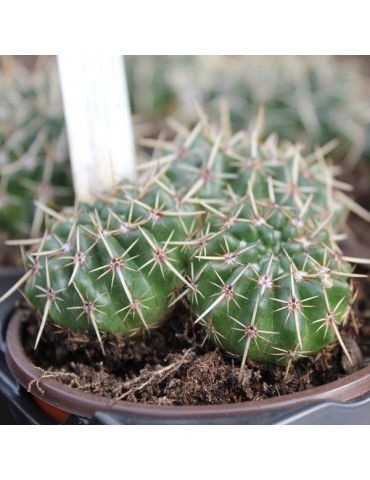 NOTOCACTUS submammulosus