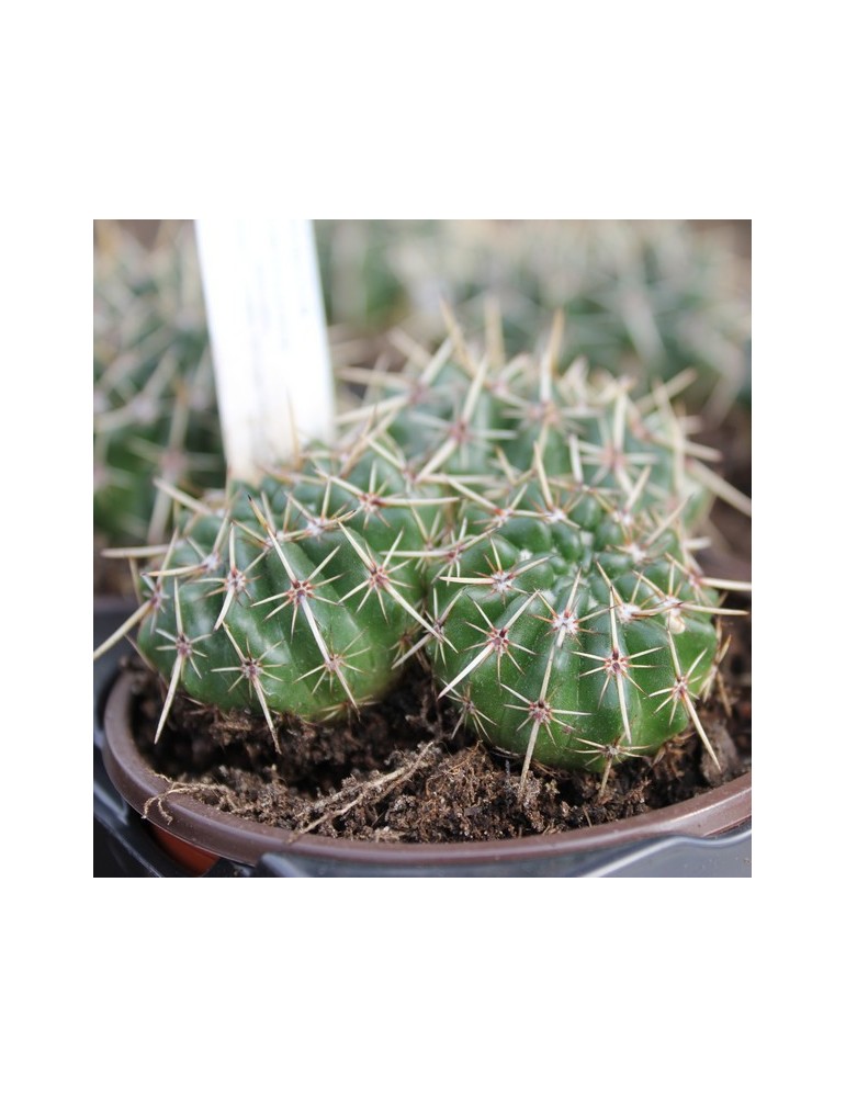 NOTOCACTUS submammulosus