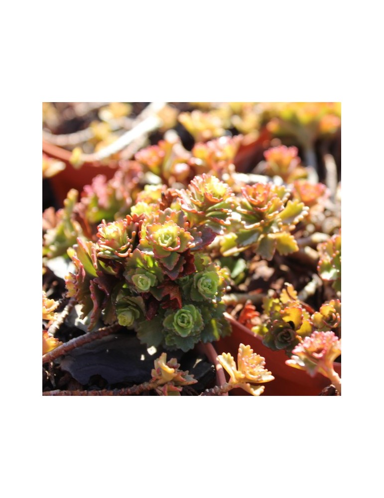 SEDUM floriferum