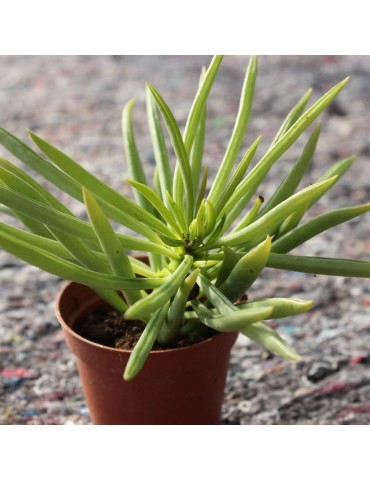 PEPEROMIA ferreyrae 2