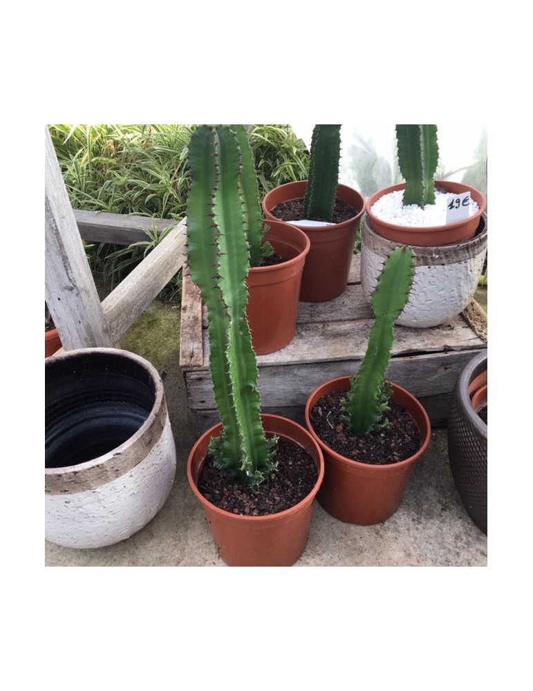 EUPHORBIA erythraea