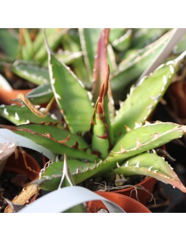 AGAVE garciae mendozae