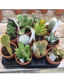 Cactus ou succulentes pot terre 11 cm