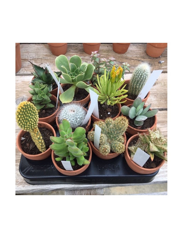Cactus ou succulentes pot terre 11 cm