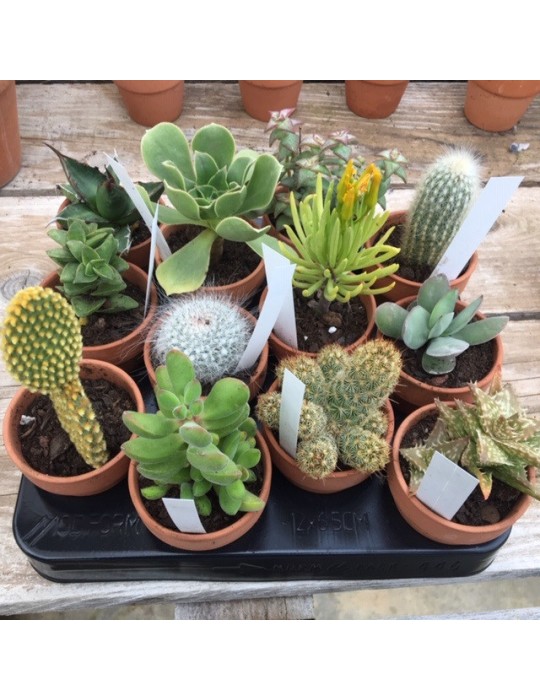 Cactus ou succulentes pot terre 11 cm