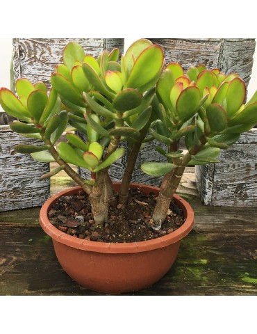 CRASSULA ovata coupe 16