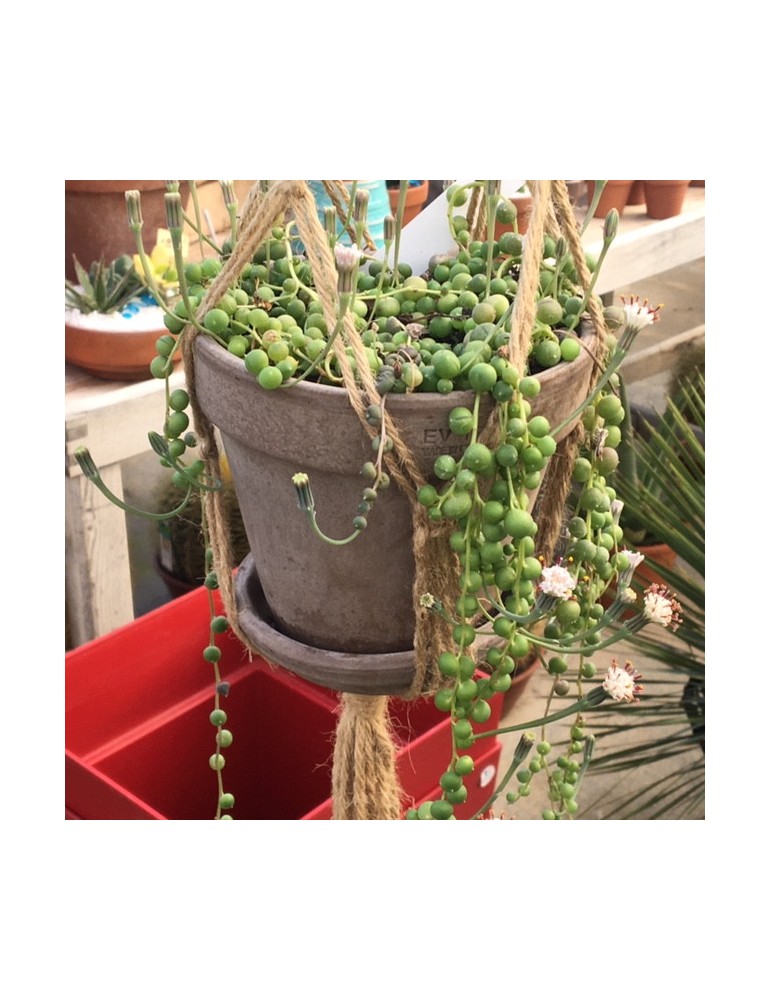 suspension macramé seul