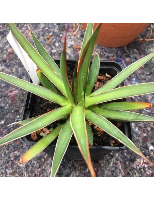 AGAVE ocahuii v. ocahuii