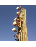 TRICHOCEREUS pasacana