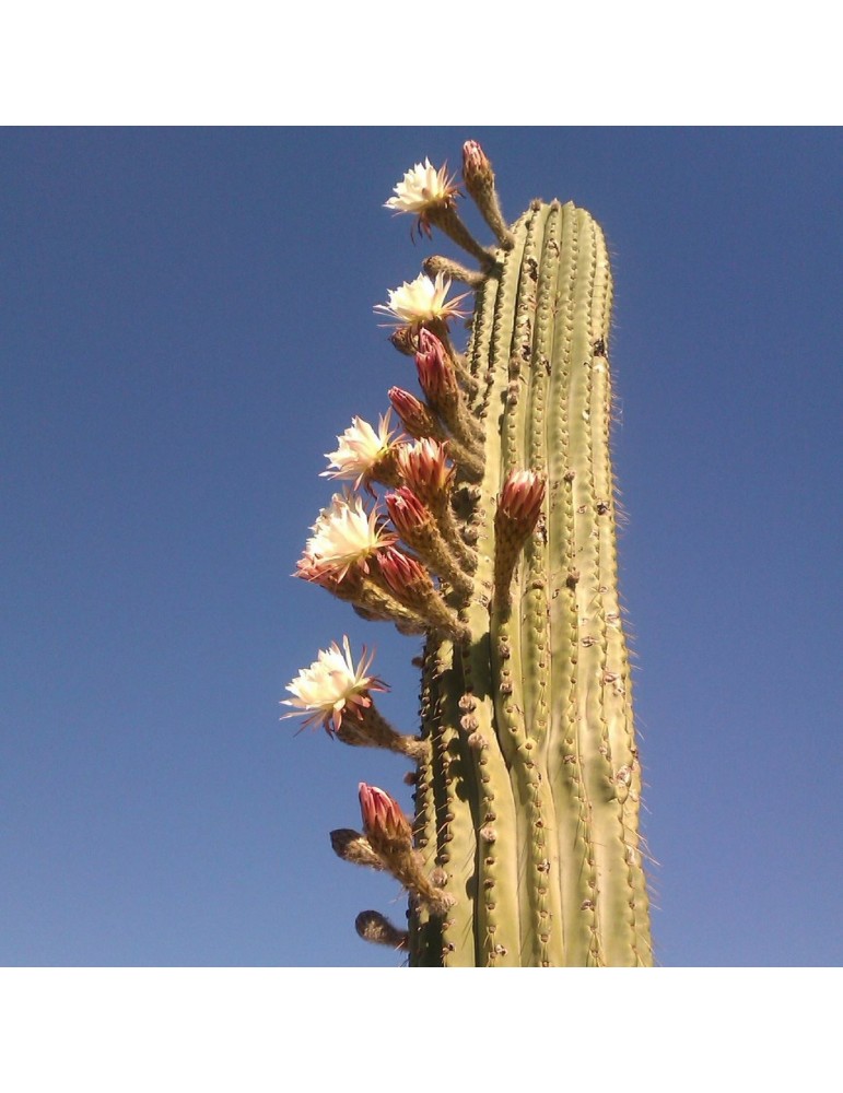 TRICHOCEREUS pasacana