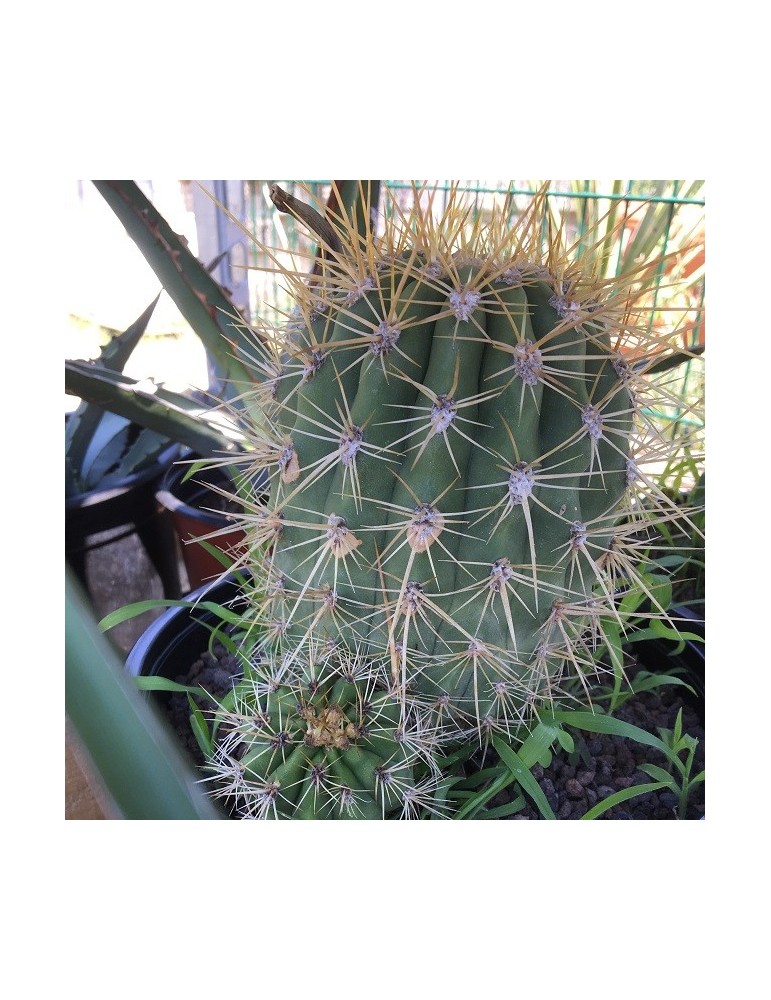 TRICHOCEREUS pasacana